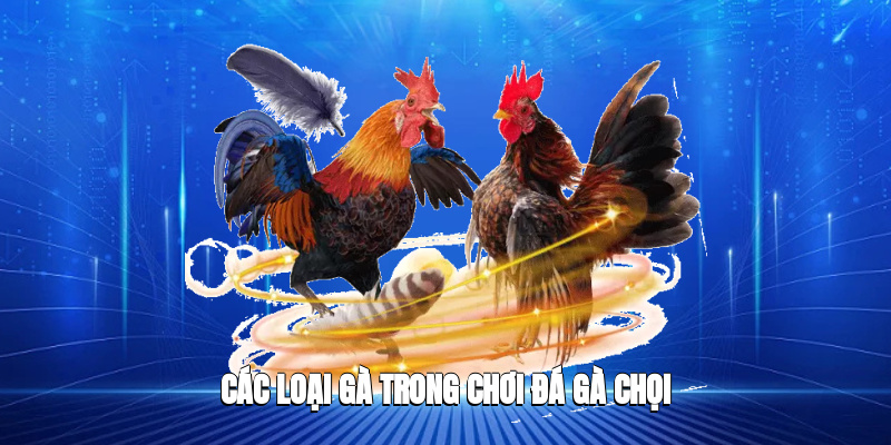 Các loại gà trong chơi đá gà chọi