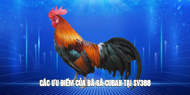 Khái niệm về gà cuban tại SV388