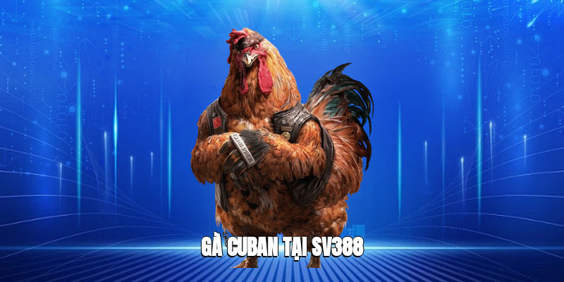 gà cuban tại SV388