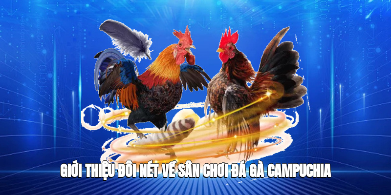 Giới thiệu đôi nét về sân chơi đá gà Campuchia