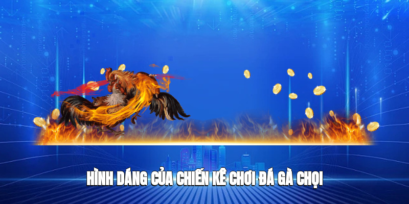 Hình dáng của chiến kê chơi đá gà chọi