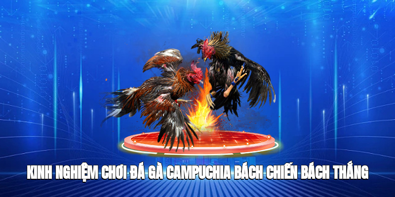 Kinh nghiệm chơi đá gà Campuchia bách chiến bách thắng