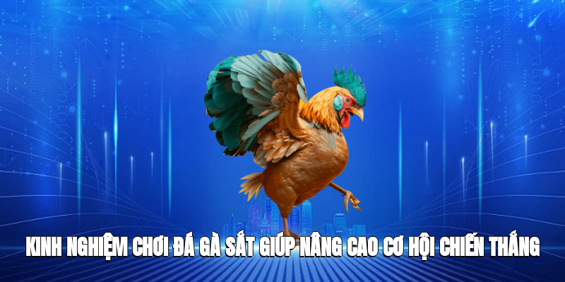 Kinh nghiệm chơi đá gà sắt giúp nâng cao cơ hội chiến thắng