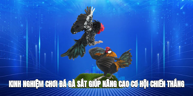 Kinh nghiệm chơi đá gà sắt giúp nâng cao cơ hội chiến thắng