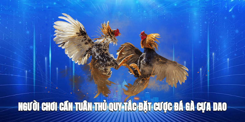 Người chơi cần tuân thủ quy tắc đặt cược đá gà cựa dao tại SV388