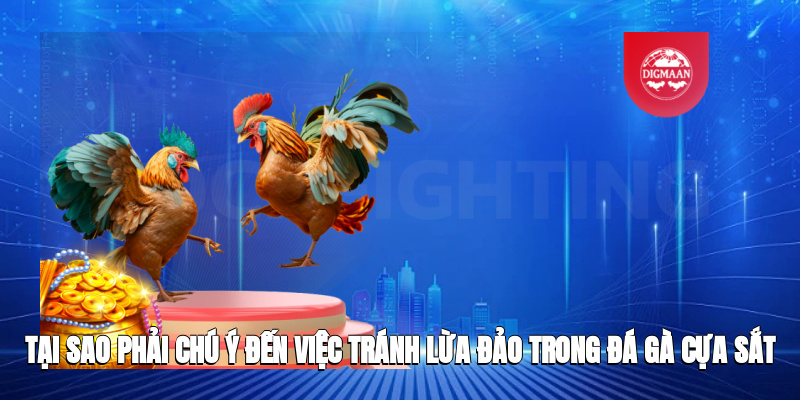 Tại sao phải chú ý đến việc tránh lừa đảo trong đá gà cựa sắt?