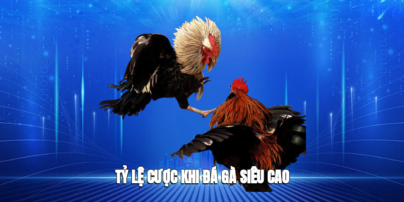 Tỷ lệ cược khi đá gà siêu cao