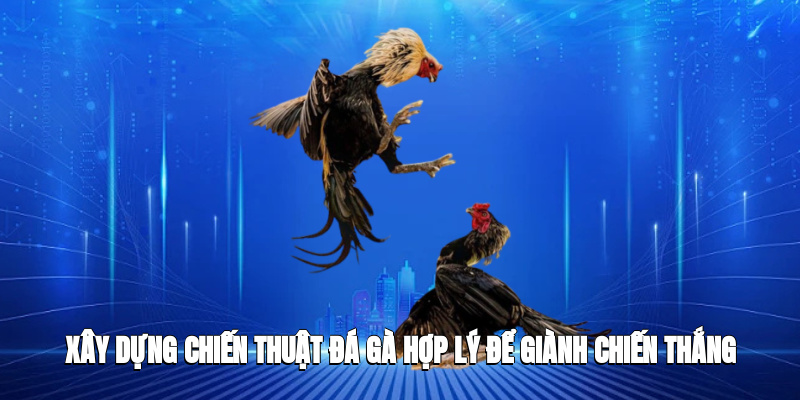 Xây dựng chiến thuật đá gà hợp lý để giành chiến thắng