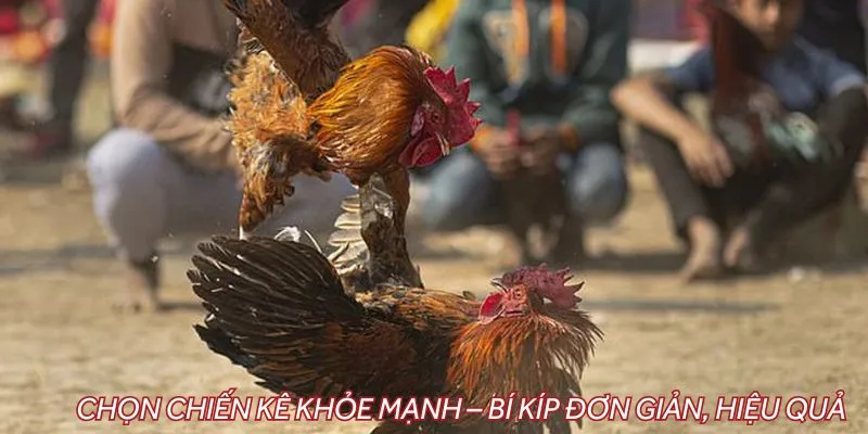 SV388 – Nơi hội tụ những trận chọi gà hấp dẫn, không thể bỏ qua