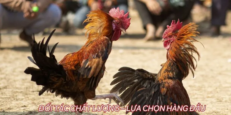 Đối tác chất lượng – Lựa chọn hàng đầu của người chơi