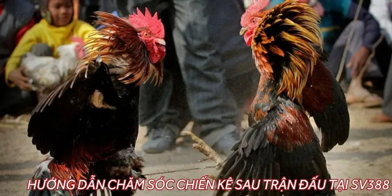 Hướng dẫn chăm sóc chiến kê sau trận đấu tại SV388