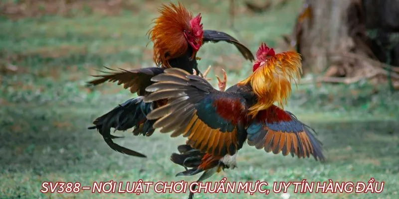 SV388 – Nơi luật chơi chuẩn mực, uy tín hàng đầu