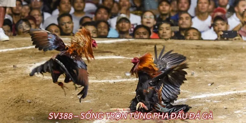 SV388 – Sống trọn từng pha đấu đá gà