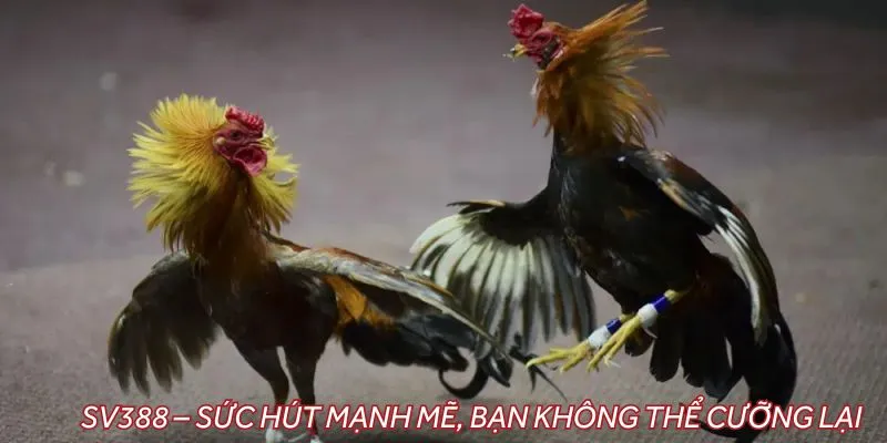 Thương hiệu SV388 – Sức hút mạnh mẽ, bạn không thể cưỡng lại